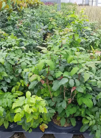 Mahonia (Mahonia aquifolium) — massif de jeunes arbustes au feuillage vert luisant · Pot 3L Touffe