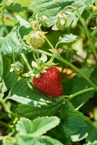 Fraisier 'Darselect'