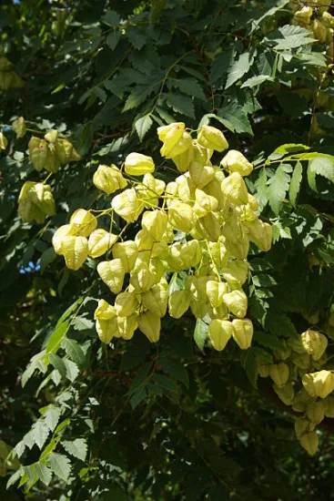 Sureau 'Goldenrain'
