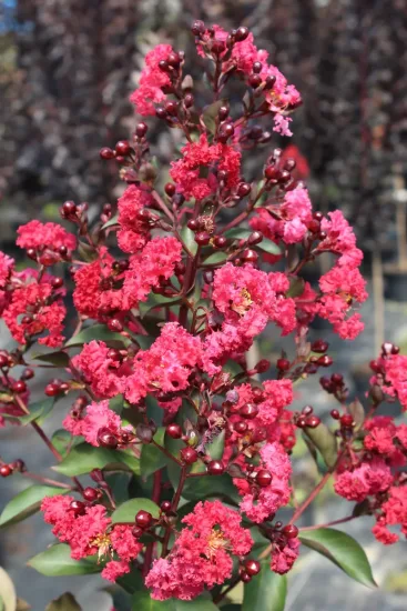 Lilas des indes 'Double dynamite'