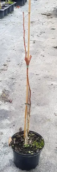 Arbre aux quarante écus 'Fairmount' (Ginkgo biloba) — jeune tige ligneuse tuteurée dans pot noir · Pot 3L Baliveau