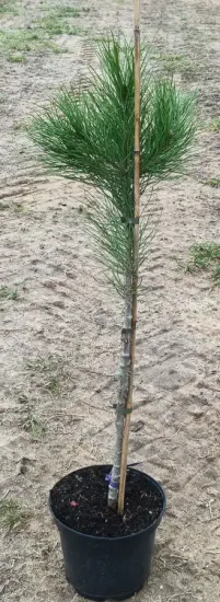 Pin parasol nain 'Silver crest' (Pinus pinea) — jeune conifère tuteuré en pot noir · Pot 8L Baliveau