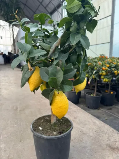 Citronnier 'Lunario' — Pot 5L Tige