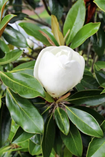 Magnolia à grandes fleurs 'Francois treyve'