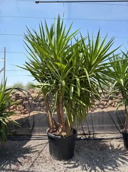 Yucca pied d'éléphant (Yucca elephantipes) — grand sujet arbustif dressé en gros pot · Pot 90L