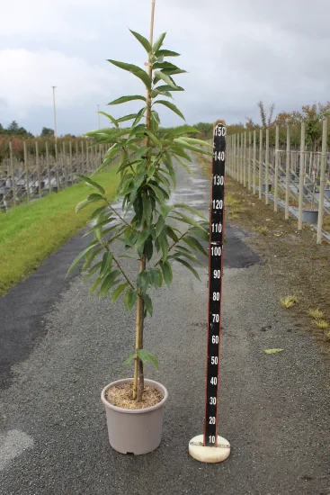 Châtaigner 'Maridonne' — Pot 15L Baliveau