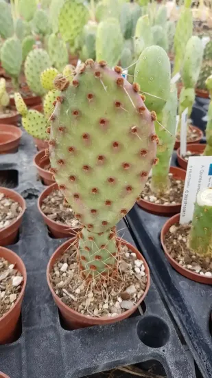 Figuier de barbarie 'Rufida' (Opuntia) — raquette de cactus jeune en pot de pépinière · Pot 1.5L