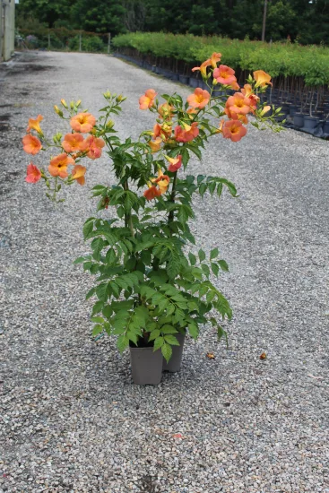 Bignone à grandes fleurs — Pot 3L
