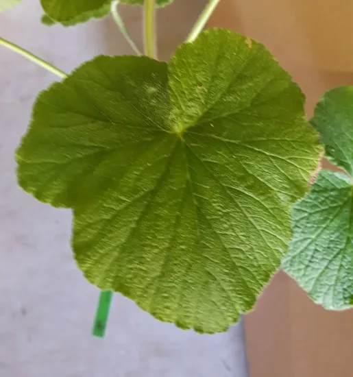 Géranium au parfum de citron ' '