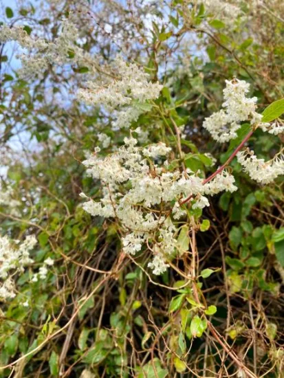 Dentelaire du Cap 'alba'