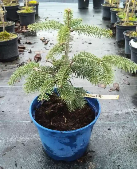 Sapin de bornmuller (Abies bornmulleriana) — jeune conifère en pot bleu sur toile · Pot 2.5L
