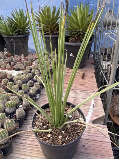 Agave à feuilles striées (Agave striata) — Pot 2L