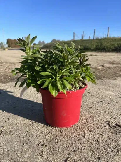 Alstrœmères 'Summer chic®' — Pot 4L