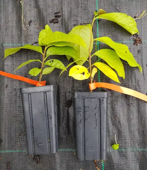 Asiminier de virginie 'Paw-paw' (Asiminia triloba) — deux jeunes plants feuillus en godets plastiques · Godet