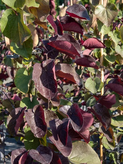 Gainier du canada 'Ace of spades'