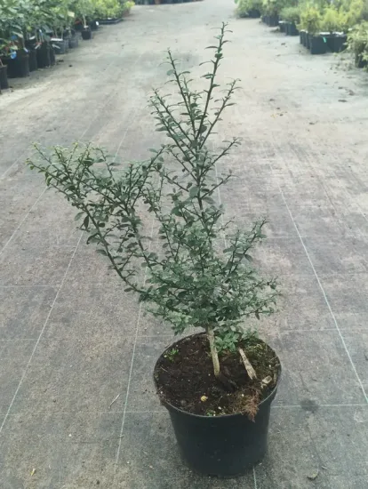 Citronnier caviar 'Pink red' (Citrus australasica) — jeune arbuste épineux en pot de pépinière · Pot 5L Touffe