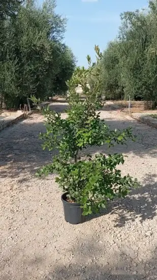Chêne vert (Quercus ilex) — arbuste en pot sur allée gravillonnée · Pot 10L