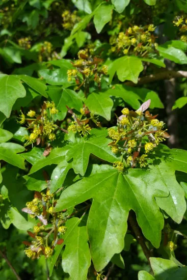 Érable champêtre 'Lienco'