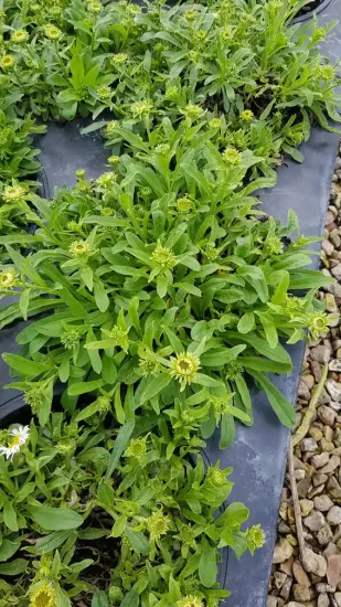 Aster des alpes 'Albus' (Aster alpinus) — touffe de feuillage vert avec nombreux boutons floraux · Pot 3L