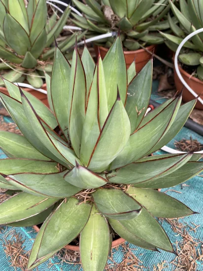 Agave 'Filifera x mitis v. albidior' (Agave romani) — Pot 2.5L