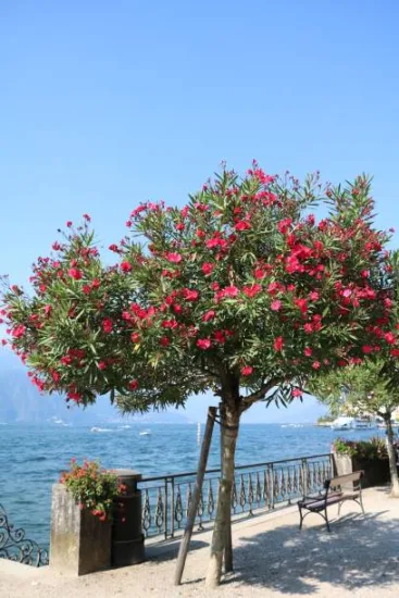 Laurier rose (rouge) — arbre fleuri au bord d'un lac