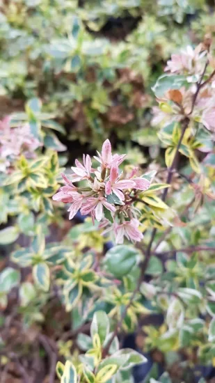 Abélia 'Stereden'