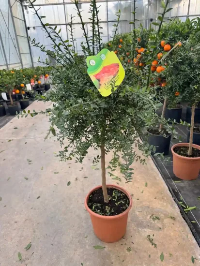 Citronnier caviar 'Rose' — Pot 9L Tige