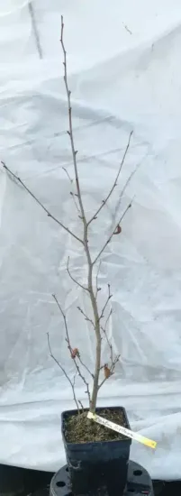 Noisetier (Corylus avellana) — jeune arbuste nu à fines branches en pot · Pot 2.5L Touffe