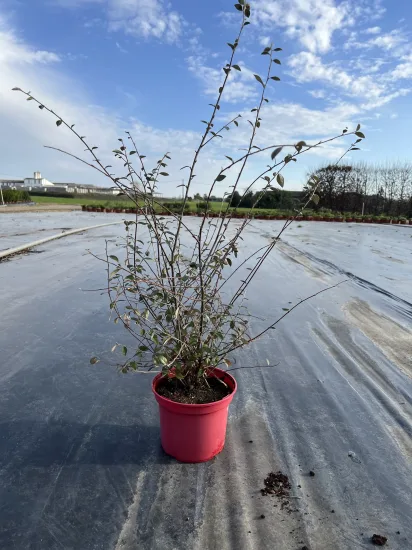 Cotonéaster de Franchet ou Cotonéastre de Franchet — Pot 4L