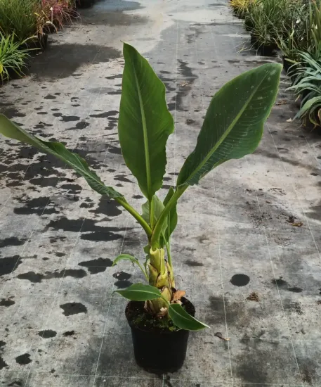 Bananier lotus d'or