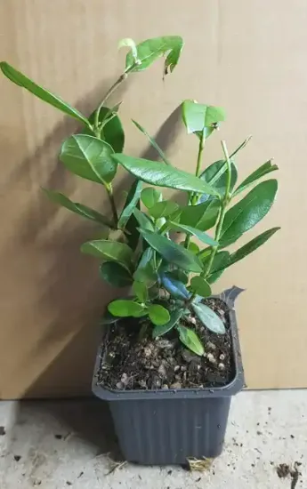 Goyavier du Brésil (Feijoa sellowiana) — jeune plant feuillu en pot plastique · Godet