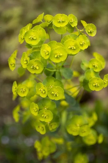 Euphorbia characias 'wulfenii'