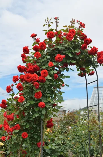 Rosier 'Liliana'