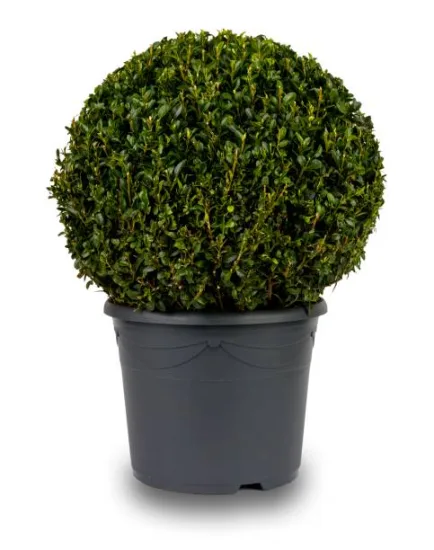 Houx crénelé nain 'Luxus globe'