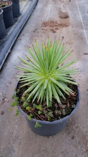 Agave à feuilles striées (Agave striata) — rosette de feuilles rigides et étroites en pot · Pot 2.5L