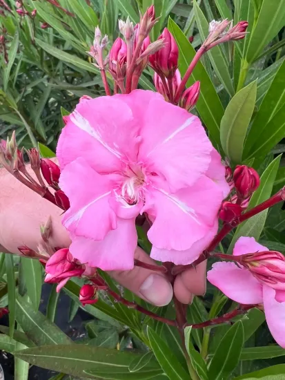 Laurier rose 'Splendens gigantea' (Nerium oleander)