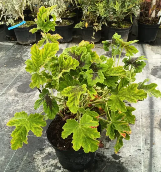 Géranium au parfum de menthe chocolat 'Chocolate' (Pelargonium tomentosum) — jeune plant au feuillage gaufré vert en pot · Pot 3L