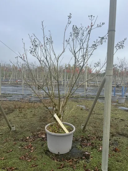 Lilas des indes 'Margaux' — Pot 25L