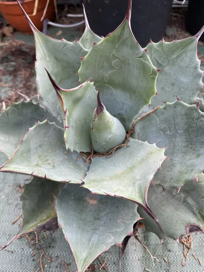 Agave  blue brian — Pot 2.5L