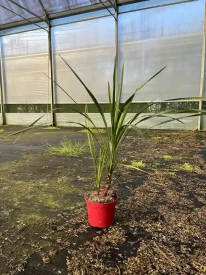 Cordyline indivisa — Pot 4L