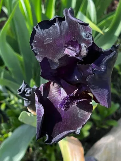 Iris d'allemagne 'Black out bleu'