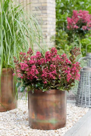 Lilas des indes 'Berry dazzle'