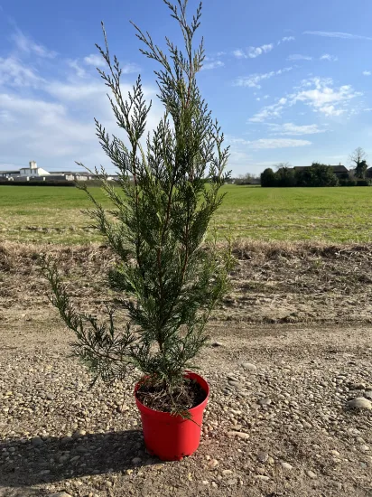 Cyprès de leyland '2001' — Pot 4L