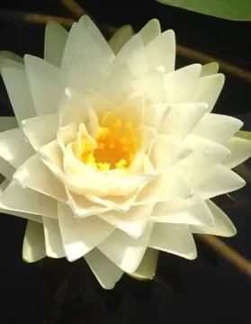 Nénuphar 'Gonnere'