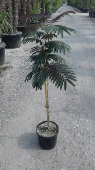 Arbre à soie 'Evey's pride' (Albizia) — jeune arbre décoratif en pot de pépinière · Pot 10L Mini-tige