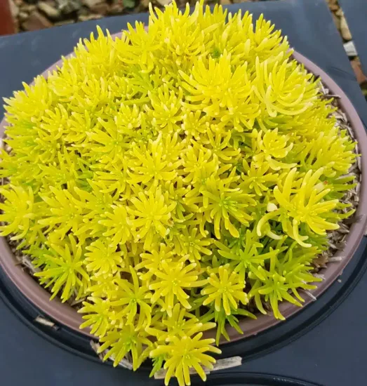Orpin des rochers 'Yellow bouquet' (Sedum reflexum) — touffe dense de feuillage jaune en pot · Pot 2.5L Touffe