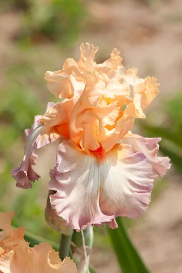 Iris d'allemagne 'Celebration song rose' (Iris germanica)