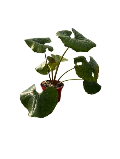 Farfugium 'Arctic jungle''