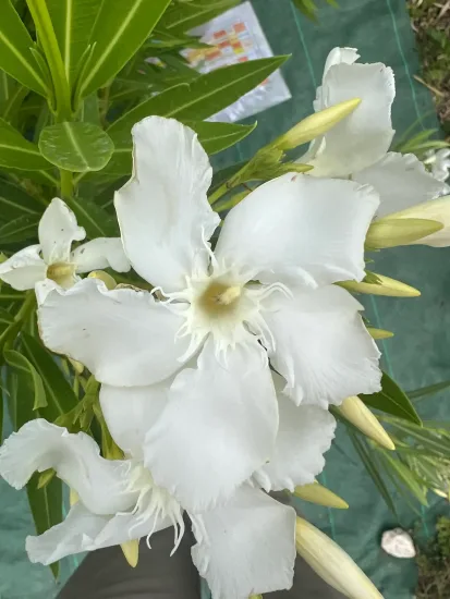 Laurier rose 'soeur Agnés' (Nerium olander) — grandes fleurs blanches avec boutons et feuillage vert