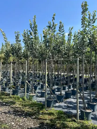 Tilleul argenté — Pot 30L Tige 12/14
